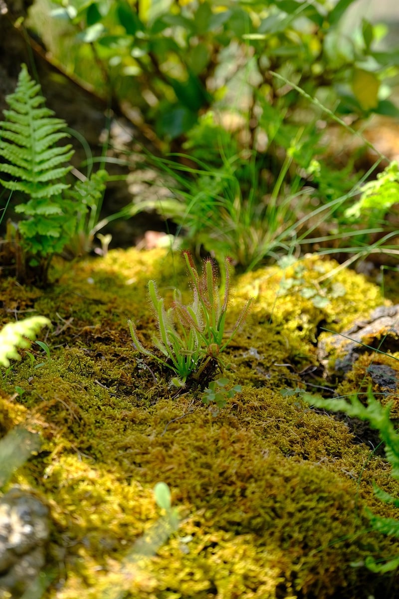 Planetary Terrariums